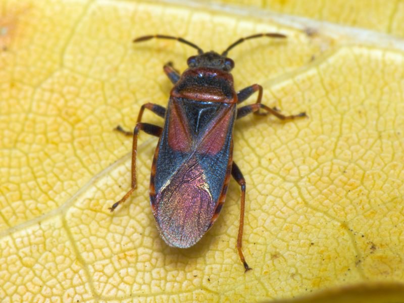 Arocatus melanocephalus (Fabricius, 1798)